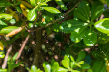 蜘蛛と蜘蛛の巣(1)
