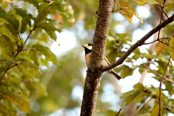森の中でヤマガラを見つけた