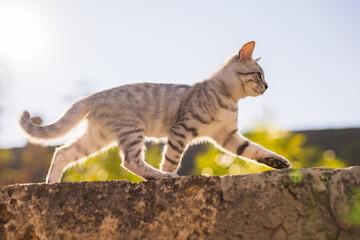 A grey tabby cat walking on the fence