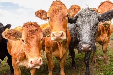 Close up of a herd of young, very curious female cows or heifers, facing forward and looking at...