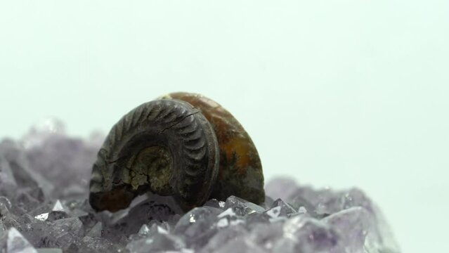 Ammonite is a fossilization of a squid enclosure, photographed here with macro lens in studio
