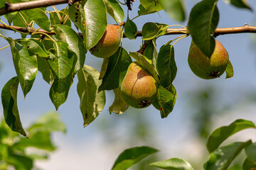 Close up of Pear Hanging on tree. Fresh juicy pears on pear tree branch.