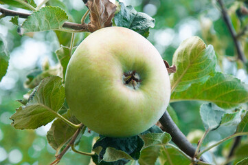 ripe apples on the tree. juicy fruits in the garden. sweet apples on the background of the garden. fruit growing concept