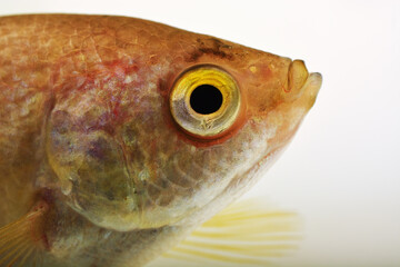 Trichogaster pectoralis