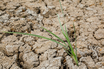small plant on ground dried 