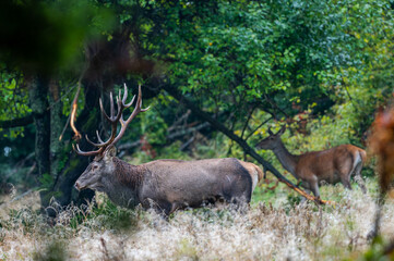 Red Deer (Cervus elaphus) stag during the rutting season. Bieszczady Mts., Carpathians, Poland.