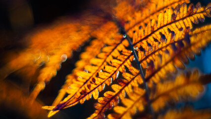 Macro de feuilles de fougère aux teintes orangées, photographiées pendant le crépuscule