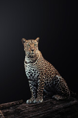 leopard on black