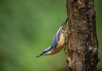 nuthatch
