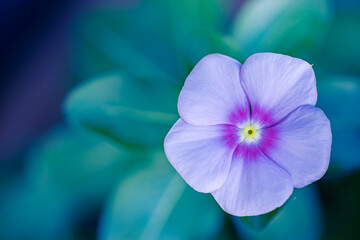 Phlox flowers abstract closeup of a purple phlox inflorescence. Flowers blooming in the garden. Floral wallpaper with copy space. Selective soft focus blurred foliage background. Vivid color petals