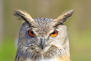 Uhu - Eule - aufmerksam - Greifvögel