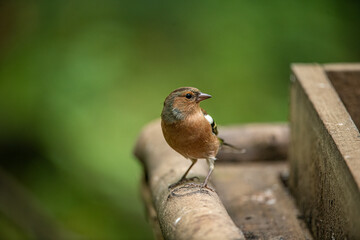 chaffinch
