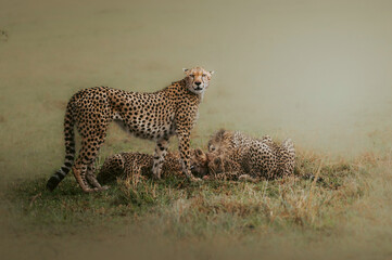cheetah looking after feeding cubs in maasai mara