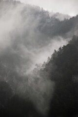 mountain forests in the fog