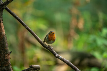 robin on a twig