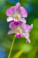 Fototapeta na wymiar Pink purple Phalaenopsis orchid flower on bokeh of green leaves background. Beautiful closeup tropical park or garden. Nature concept for design