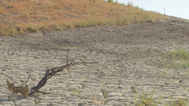 Cracked dry land and dry tree by drought in a lake