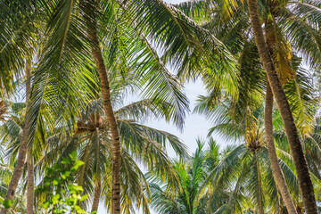 Fototapeta na wymiar Relaxing exotic nature pattern. Palm tree forest. Natural sunny tropic landscape, coconut palm trees, sunlight blue sky. Idyllic peaceful closeup, summer traveling