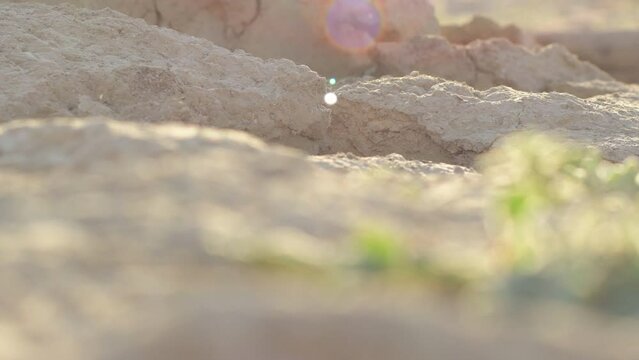 Arid land by drought