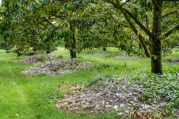 Obraz premium Put dolomite on durian tree in the garden, adjust soil pH and alkalinity.