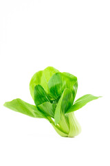 Bok choy, green fresh Chinese cabbage isolated on white background