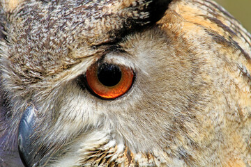 Uhu - Auge - Detail - Eule