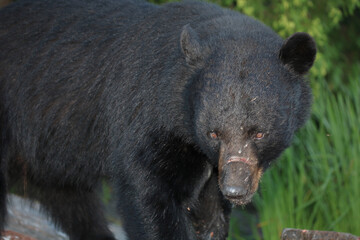 Verletzter Schwarzbär / Injured Black bear / Ursus americanus
