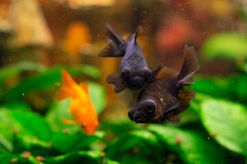 Black moor goldfish and common  goldfish in home freshwater aquarium