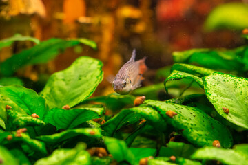 Paradise fish in home freshwater aquarium