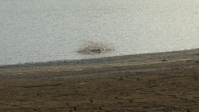Cracked shore by drought of a pond