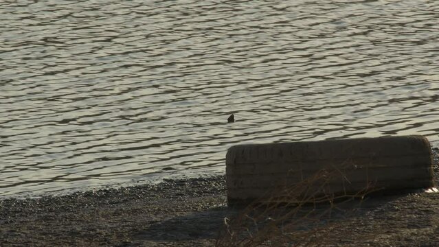 Wheel of a car on the shore of a dry pond