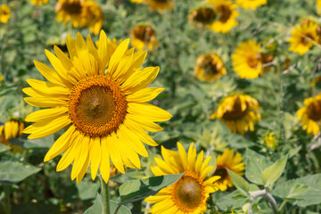 Fototapeta premium Portrait of a large yellow sunflower against the background of a field of its fellows (Selective focus)