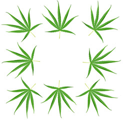 Cannabis leaves, a medicinal plant used in medicine.