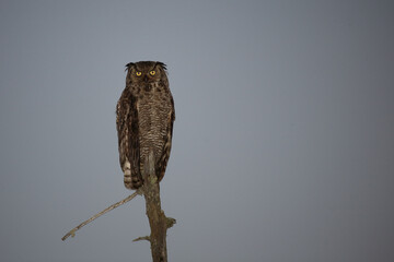 Virginia-Uhu / Great horned owl / Bubo virginianus.
