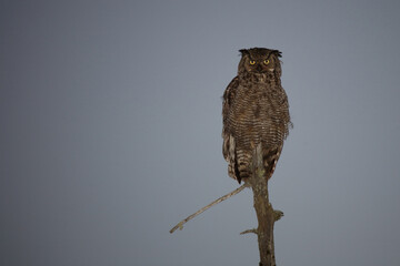 Virginia-Uhu / Great horned owl / Bubo virginianus.