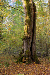 Old deciduous tree stand in fall
