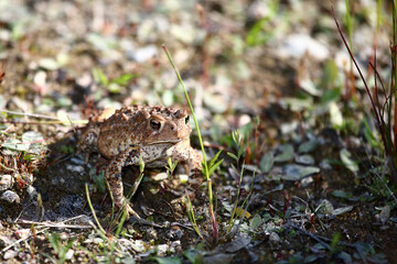 Kanada-Kröte oder Dakota-Kröte / Canadian toad / Anaxyrus hemiophrys
