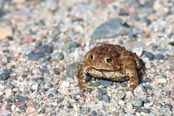 Kanada-Kröte oder Dakota-Kröte / Canadian toad / Anaxyrus hemiophrys