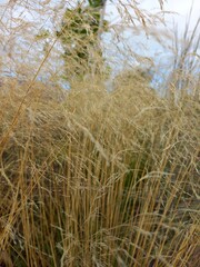 Fototapeta premium reeds in the wind