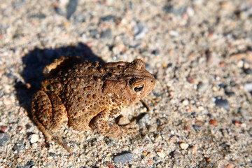 Kanada-Kröte oder Dakota-Kröte / Canadian toad / Anaxyrus hemiophrys