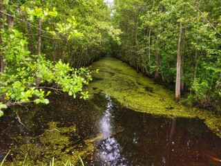 Beautiful wetland in forest. Green picturesque morass against background of grass and trees. Reserve Elninskie swamps in Belarus town of Miory