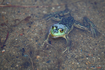Nerzfrosch / Mink frog / Lithobates septentrionalis