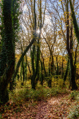 Naklejka premium Rays of sunlight through the branches of trees with golden autumn foliage near voidomatis river in zagori epirus Greece.