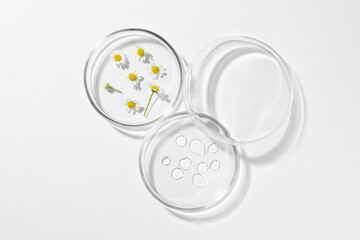 Petri dishes with chamomile flowers and cosmetic product on white background, top view