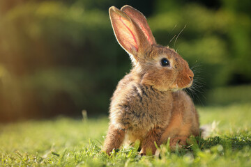 Cute fluffy rabbit on green grass outdoors. Space for text