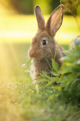 Cute fluffy rabbit eating flowers on green grass outdoors