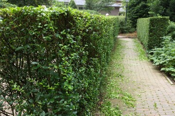 Beautiful green boxwood hedge outdoors. Landscape design