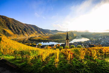 The Moselle loop in autumn, a beautiful river in Germany, makes a 180 degree loop. with vineyards...