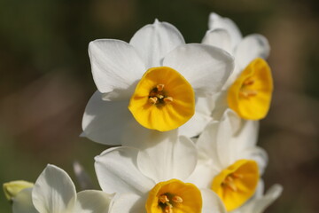日本の冬の庭に咲く白い花びらと黄色い副花冠のフサザキスイセンの花