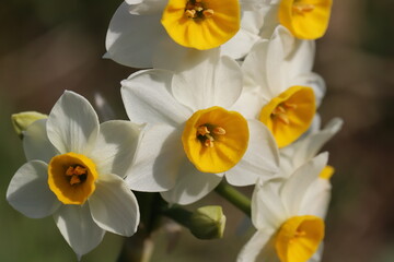日本の冬の庭に咲く白い花びらと黄色い副花冠のフサザキスイセンの花